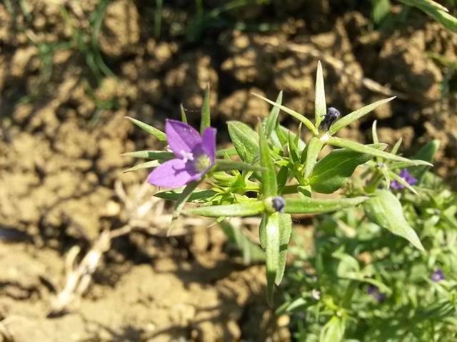 Legousia falcata / Specchio di Venene minore